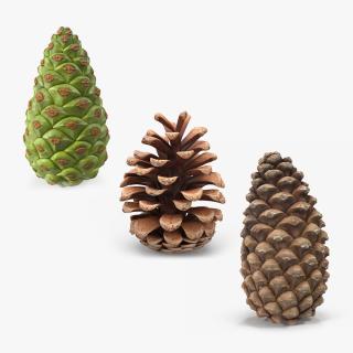 3D Pine Cones Collection 2 model