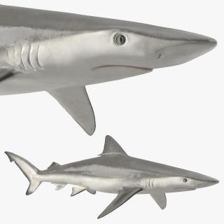 3D model Realistic Smalltail Shark