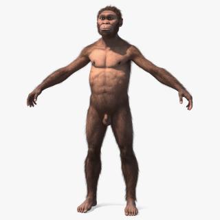 3D Homo Habilis Fur