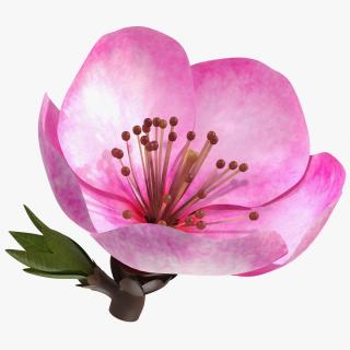 3D Sakura Pink Flower model