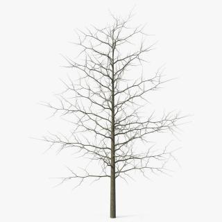 3D model Winter Bare Oak Tree