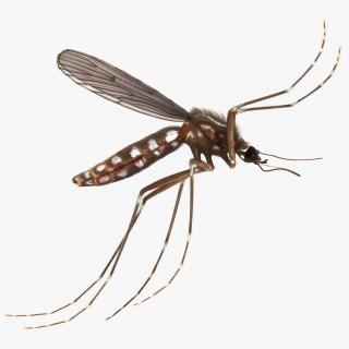 3D Mosquito Flies with Fur model