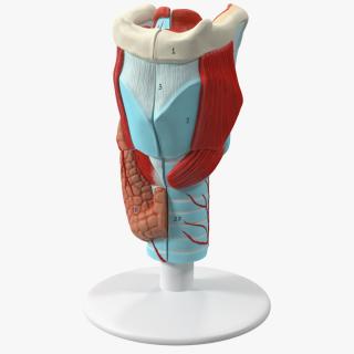 3D model Larynx Medical Model Assembled