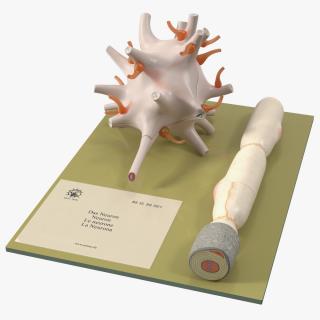 Human Neuron Model on Stand 3D