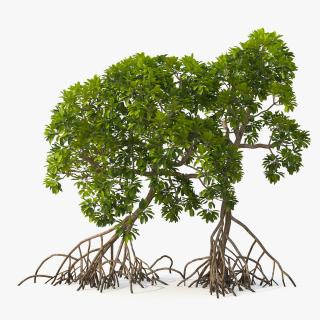 Mangrove Trees 3D model