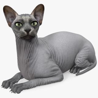 Sphynx Cat Black Lying Pose 3D