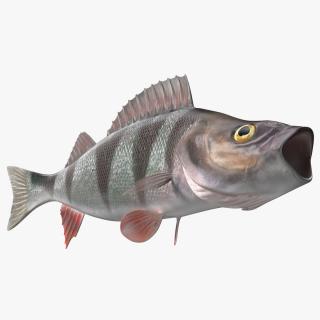 Perca Fluviatilis Rigged 3D model