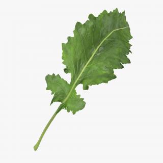 3D Kohlrabi Leaf model