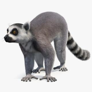 Grey Lemur Walking Fur 3D