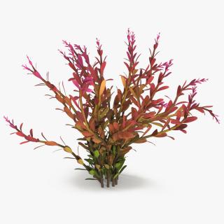 Rotala Aquatic Plant Orange 3D