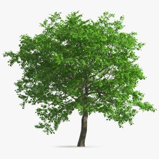 Walnut Tree with Green Nuts 3D