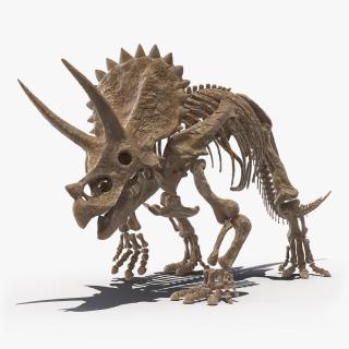 3D Triceratops Fossil Walking Pose