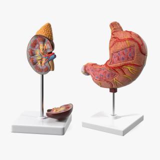 3D model Medical Models Collection