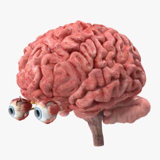 3D model Female Anatomy Brain