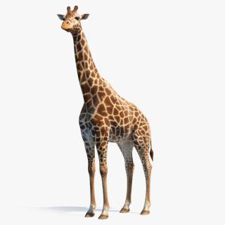 African Giraffe Standing Pose 3D model