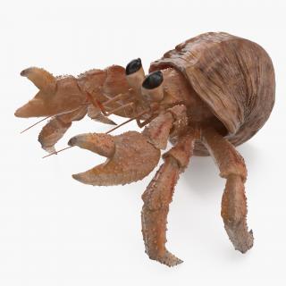 3D Hermit Crab Rigged model