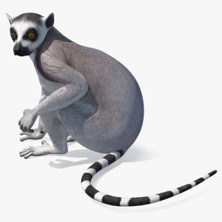 3D model Ring-tailed Lemur Sitting