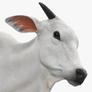 White Cow Male Walking 3D