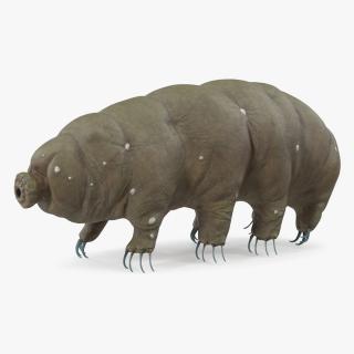 3D model Tardigrade