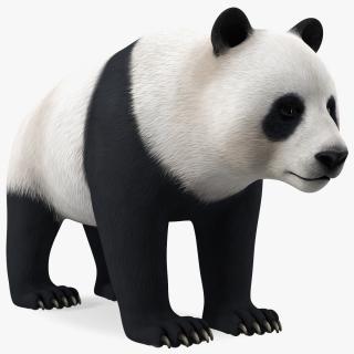 3D Giant Panda