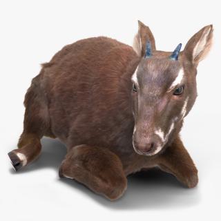 Saola Reclining Pose Fur 3D model