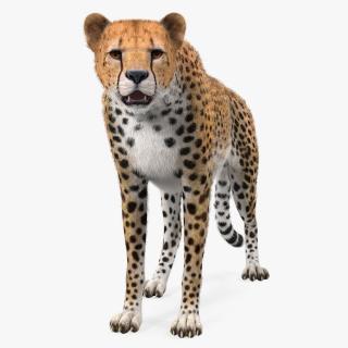 3D African Large Cat Cheetah Standing Pose with Fur model