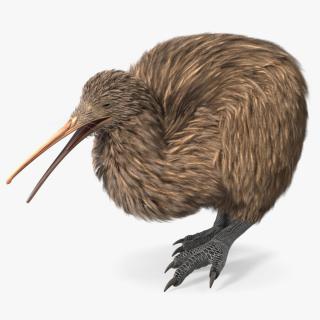 Kiwi Bird Walk Pose 3D model