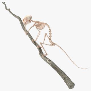 Marmoset Monkey Skeleton Sitting 3D