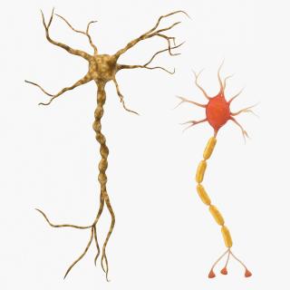 Neuron 3D Models Collection 3D