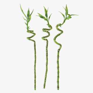 Lucky Bamboo 3 Spiral Stems 3D