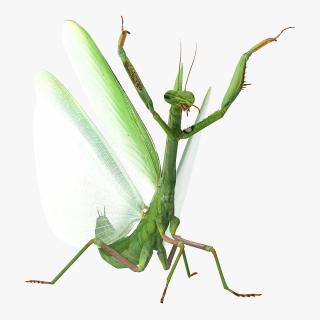 Praying Mantis 3D model