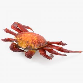 3D model Sally Lightfoot Crab