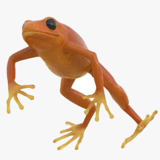 Realistic Tropical Mantella Frog Rigged 3D model