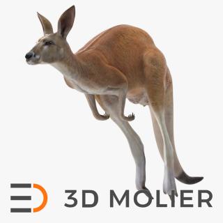 3D Kangaroo in Motion model