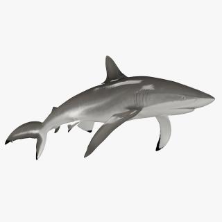 Realistic Silky Shark Rigged for Cinema 4D 3D