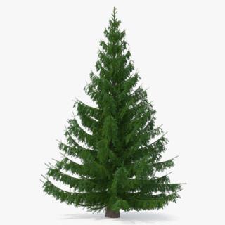 Serbian Spruce 3D model