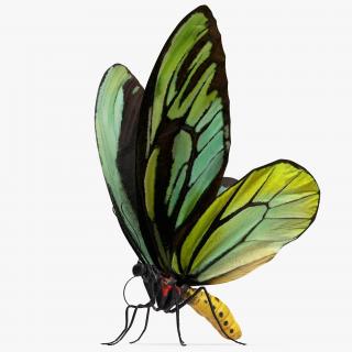 3D Butterfly Ornithoptera Alexandrae model