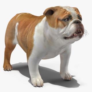 Bulldog 3D model