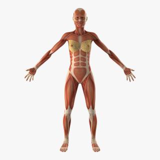 3D model Female Muscular System Anatomy