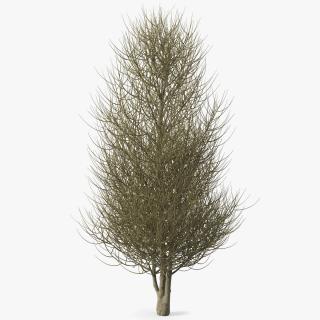 3D Laurel Bark Tree