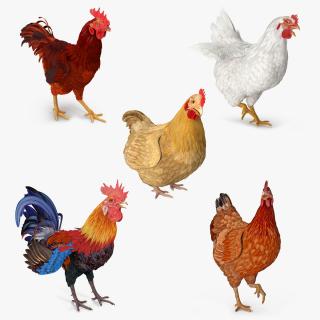 3D model Rooster and Chickens Rigged Collection 2