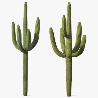 3D Mexican Cactuses Fur Collection