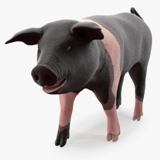 3D Hampshire Pig Piglet Walking Pose model