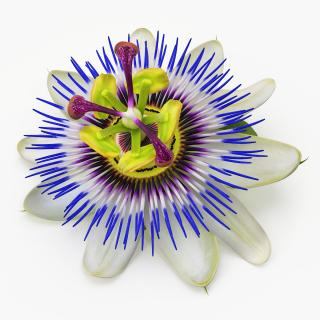 Passion Flower 3D model