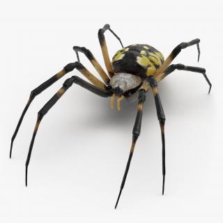 3D model Argiope Aurantia or Yellow Garden Spider