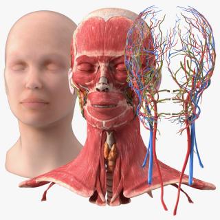 3D Female Head Full Anatomy and Skin model