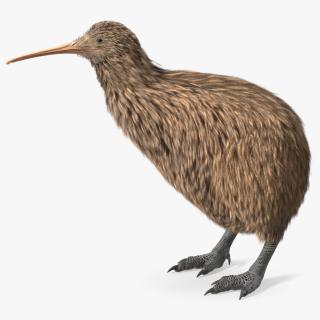 Kiwi Bird 3D model