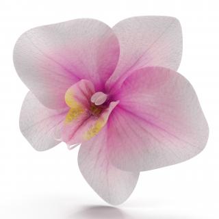 3D Orchid Flower model