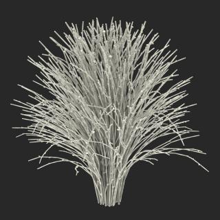 3D model Psilotum Nudum Whisk Fern