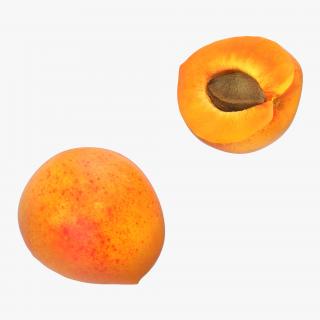 3D Apricot Cross Section 2 model